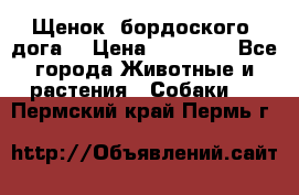 Щенок  бордоского  дога. › Цена ­ 60 000 - Все города Животные и растения » Собаки   . Пермский край,Пермь г.